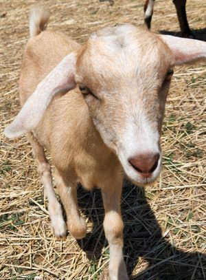 mini nubian goats for sale in colorado